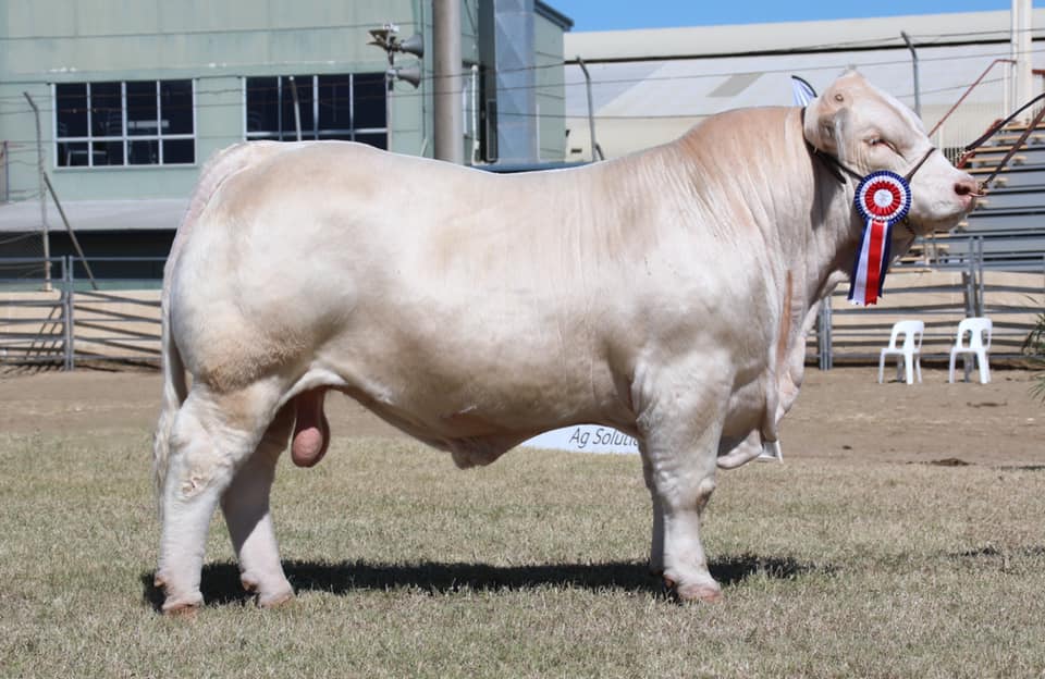 lululemon 25 off for healthcare workers australian cattle