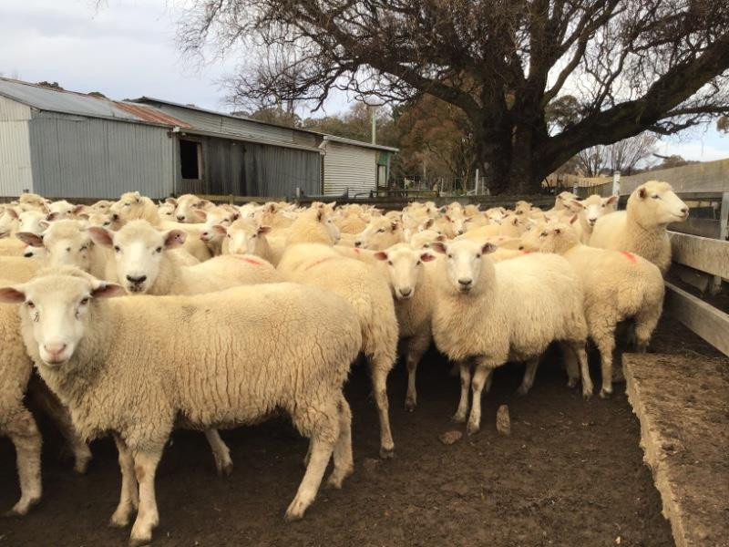 Stock for Sale 28095 Elders Rural Services